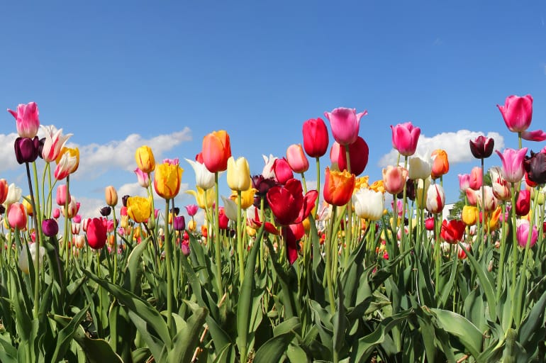 Tulipani